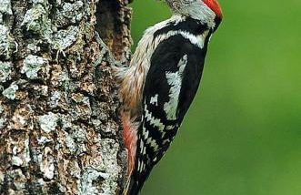 Casa Rural Aitonaren Etxea - Foto 49