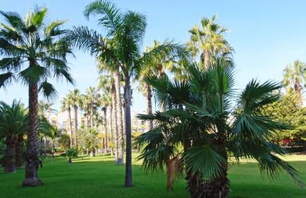 PALMERAS EN LA PLAYA - Beach House in Oliva - Photo 73