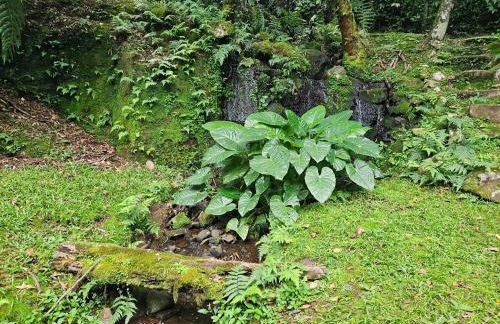 Cantinho das Oliveiras. - Foto 25