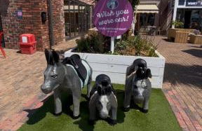 Driftwood dreams - Photo 17