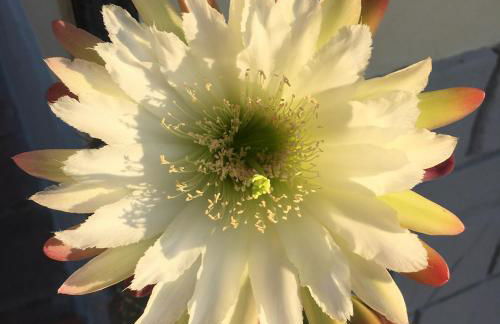 Vakantieverblijf Villa Kluever - Photo 36