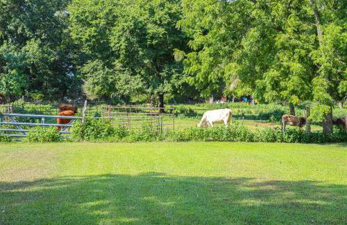 Horses Welcome Marble Falls Home with Grill! - Foto 21