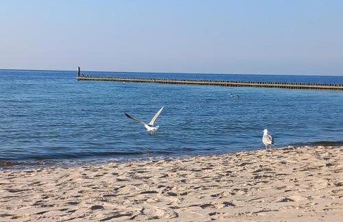 Apartament PIASKOWY Północna 18C Darłówko DreamHouse nad morzem - Foto 36