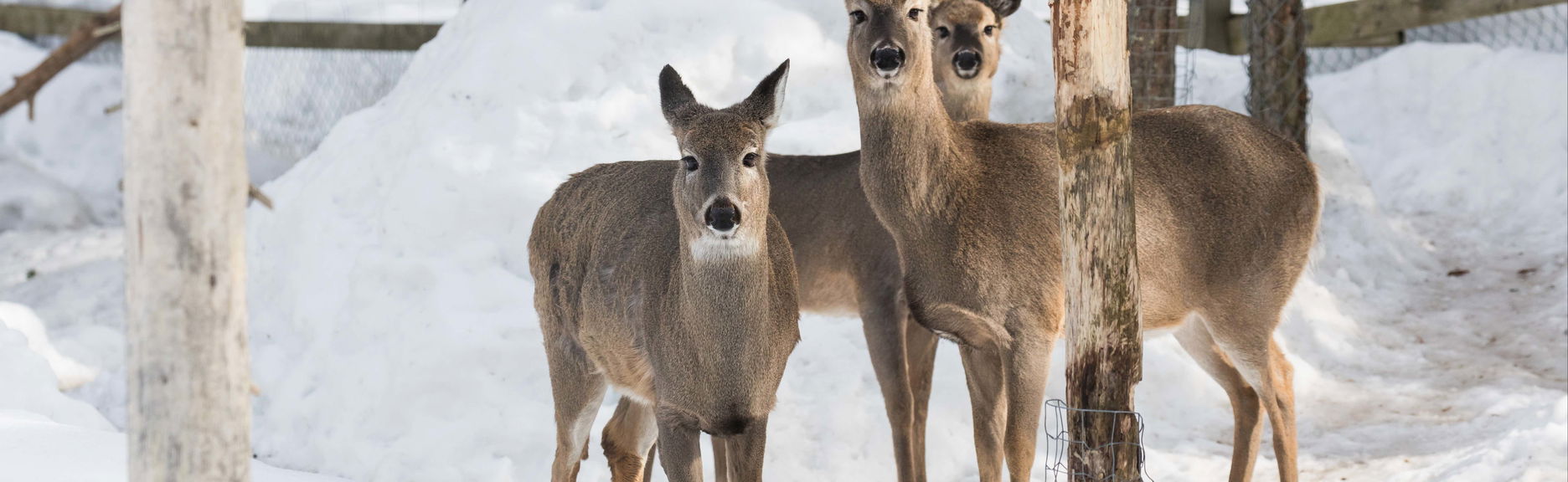 Ranua Zoo Ticket - Foto 1