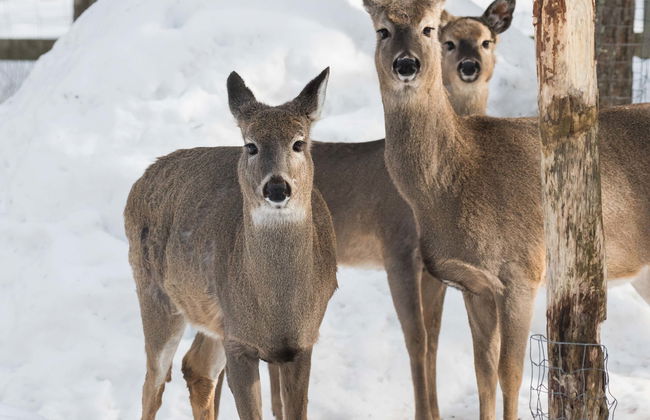 Ranua Zoo Ticket - Foto 1