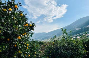 Citrus garden - Photo 48