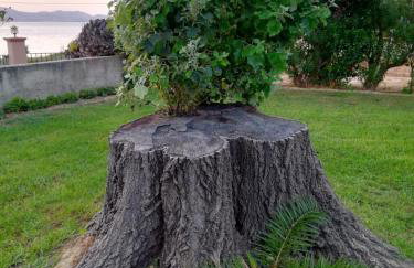 Aloni Studios and Apartments - Photo 12