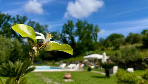 Villa con Piscina Donna Romina - Foto 3, Garden, Garden view