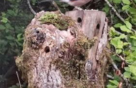 Aldernaig Mill - Photo 30