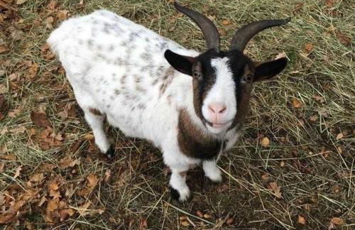 Schäfchenwolke Apartment auf dem Bauernhof - Foto 9