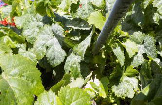 Casa Jacinto - Foto 31