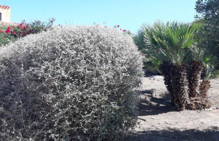 Casa Ethno Stintino-Private pool - Foto 36