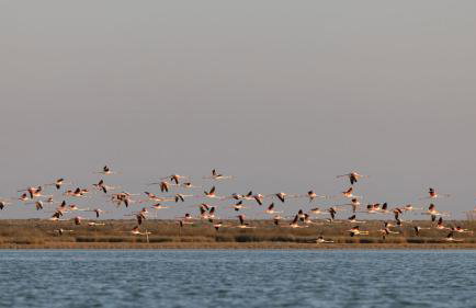 Flamingo Living Halkidiki - The Villas - Foto 11