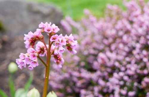 Lakefront near Seattle, Mt Rainier & Ocean Shores - Foto 34