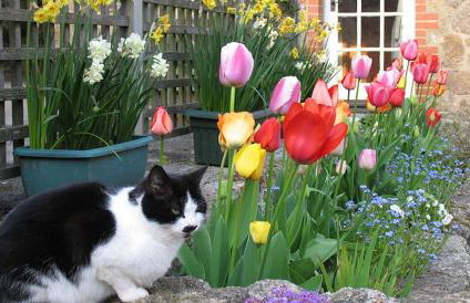 Budleigh Farm Cottages - Foto 25