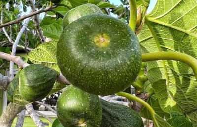 Agriturismo Morus Alba Gargano - Foto 13