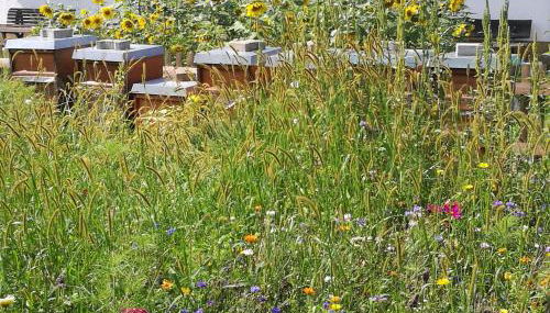 Ferienwohnungen beim Imker - Foto 3