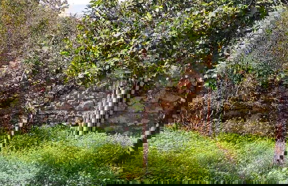 Villa Eleni - Garden Pool Retreat Near Kardamili - Foto 11