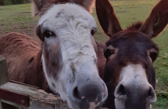 Glamping in Wiltshire the Green Knoll is a Charm - Foto 15