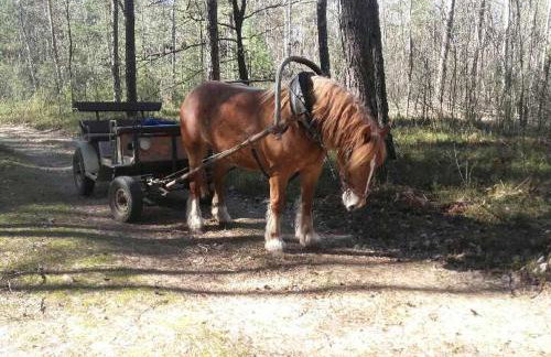 Dom Na Wsi ,, Koszelówka " - Foto 35