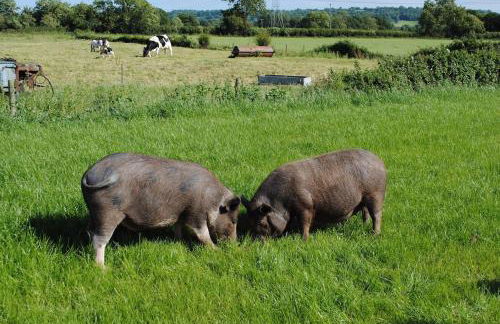 Pear Lodge - Somerset Holiday Homes - Foto 25