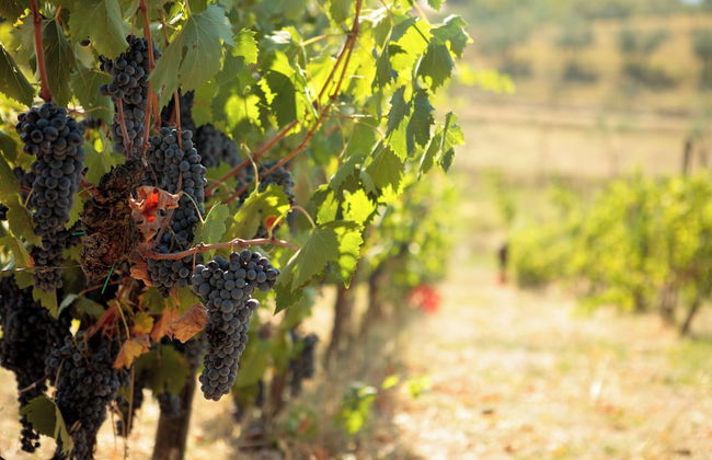 Podere San Lorenzo - Foto 37