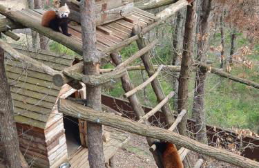 Le poulailler - Foto 24