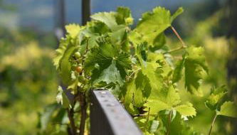 Cascina Flino - Foto 4