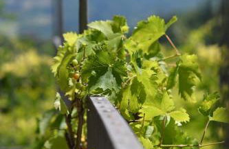 Cascina Flino - Foto 4