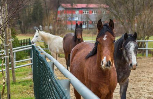 Ranczo w Dolinie - Bałtów - Foto 56