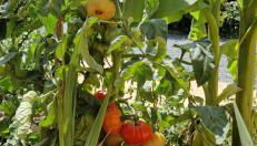 escapade domaine de la grande décision - Foto 5, Garden