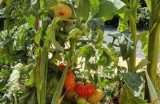 escapade domaine de la grande décision - Foto 5