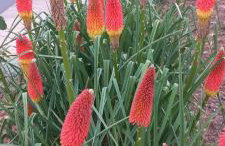 lastva 1&2 - Photo 57