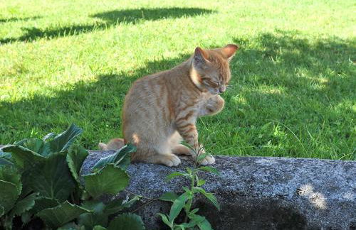 Ferienhof Moyer - Foto 18