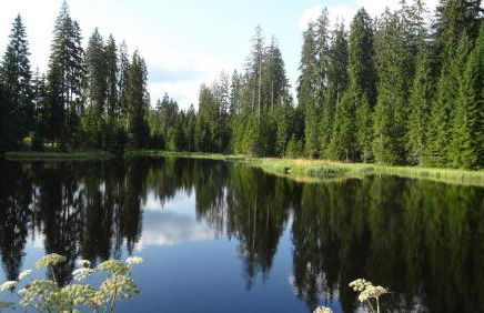 Wohnung Mitterdorf - Foto 34