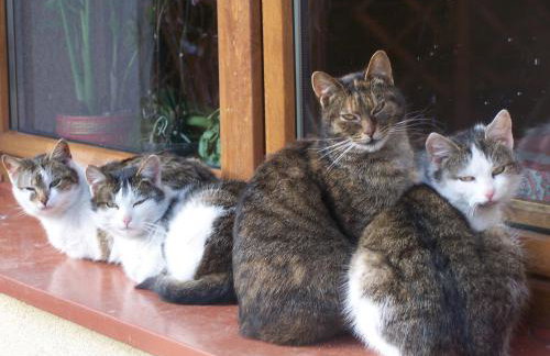 Agroturystyka Chmiel - Foto 32