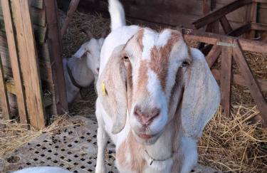 Mardi Gras, Upwell - Foto 13