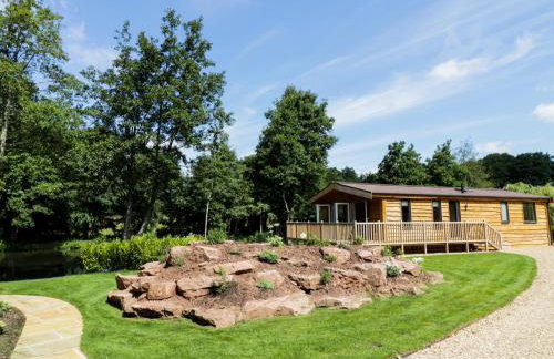 Kingfisher - Foto 16