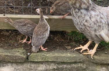 The Little cow shed - Foto 24