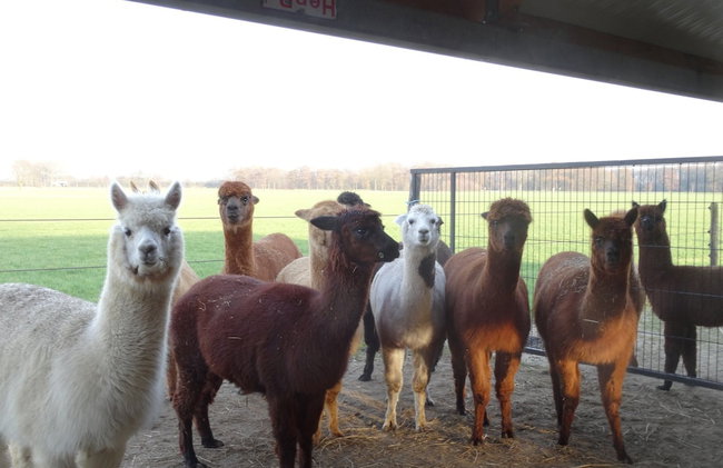 Holiday Home in Holten Near Lake Ijssel - Foto 36