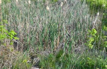 Home in the Heart of W.V. Adventure Country! - Photo 52