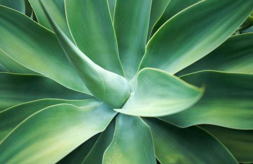 Finca Ecológica Quinta Los Tizones - Foto 60