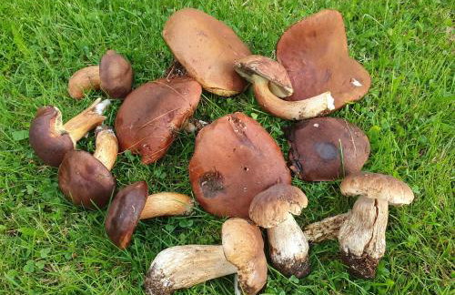 Pod Stromcem - Foto 29