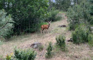 Misty Mountain Colorado - Foto 10