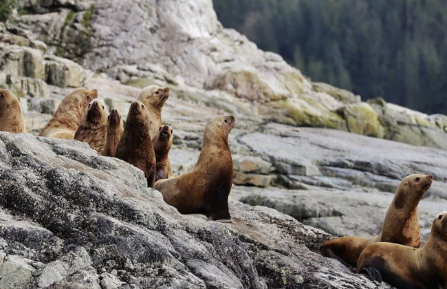 6 Hour Whale and Wildlife Boat Tour - Foto 11
