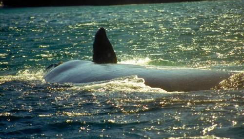 Casa e Kitnets Imbituba Praia da Vila - Photo 5