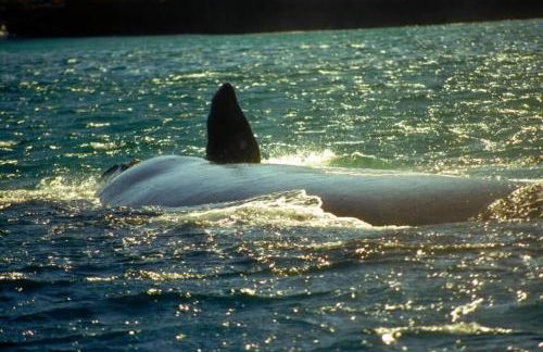 Casa e Kitnets Imbituba Praia da Vila - Photo 5