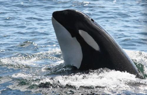 World Cup Stay-Lake Samish Getaway - Foto 27