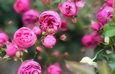 Żuławska Chata - Foto 6