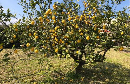 Villa Sophia - Foto 7